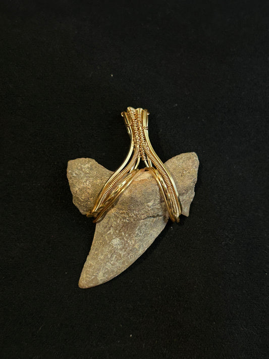 Real Shark Tooth Fossil Pendant - Golden