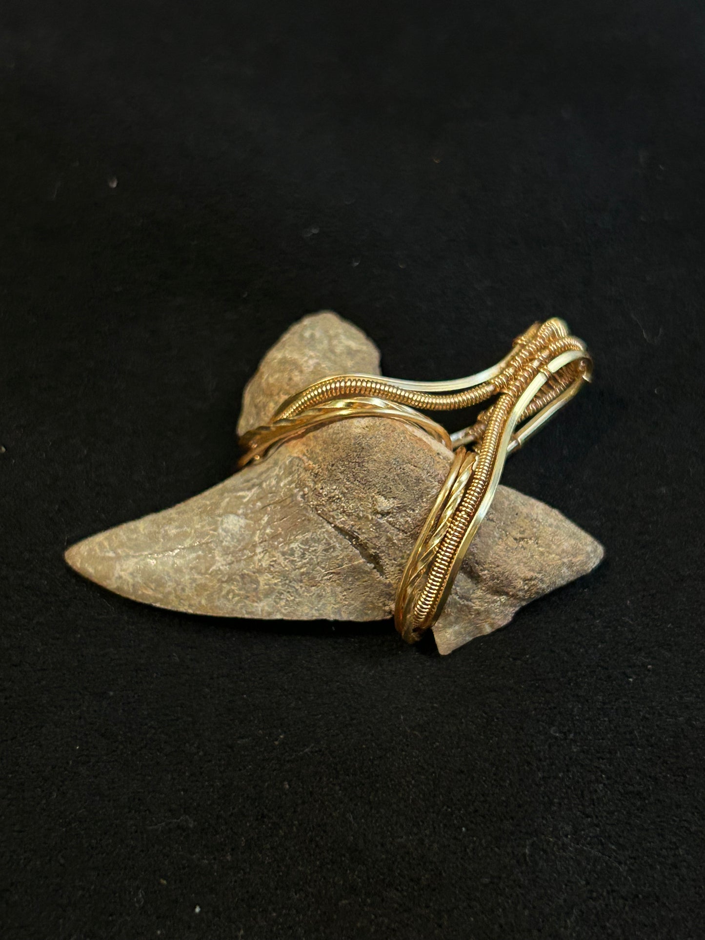 Real Shark Tooth Fossil Pendant - Golden