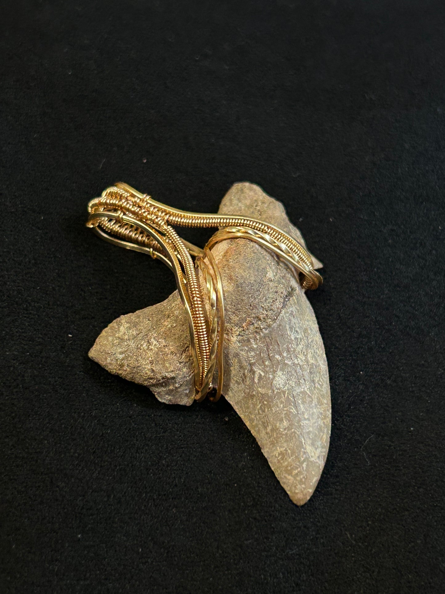 Real Shark Tooth Fossil Pendant - Golden
